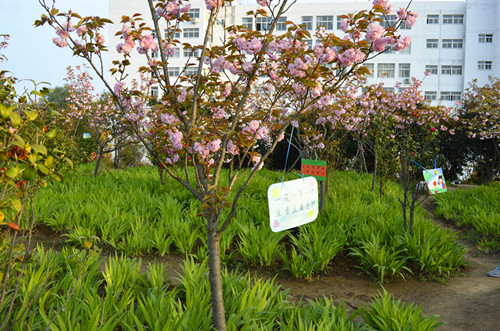 免费成人影片
举办挂树牌活动